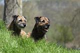 BORDER TERRIER 100